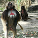 20090827 0398Aw [D~ST] Blutbrustpavian (Theropithecus gelada), [Dschelada], Zoo Rheine