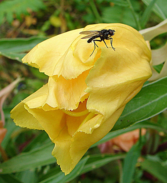 20090628 4228DSCw [D~LIP] Missouri-Nachtkerze (Oenothera missouriensis), Kleine Kohlfliege (Delia radicum), Bad Salzuflen