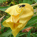 20090628 4228DSCw [D~LIP] Missouri-Nachtkerze (Oenothera missouriensis), Kleine Kohlfliege (Delia radicum), Bad Salzuflen