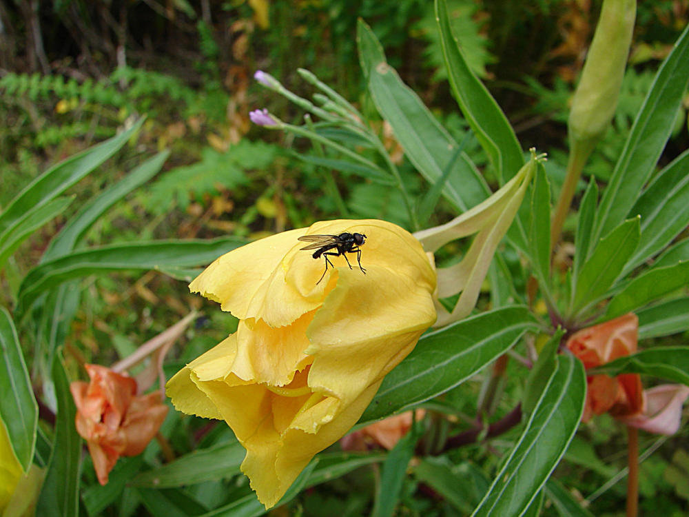 20090628 4229DSCw [D~LIP] Missouri-Nachtkerze (Oenothera missouriensis), Kleine Kohlfliege (Delia radicum), Bad Salzuflen