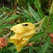 20090628 04229DSCw [D~LIP] Missouri-Nachtkerze (Oenothera missouriensis), Kleine Kohlfliege (Delia radicum), Bad Salzuflen