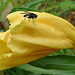 20090628 04230DSCw [D~LIP] Missouri-Nachtkerze (Oenothera missouriensis), Kleine Kohlfliege (Delia radicum), Bad Salzuflen