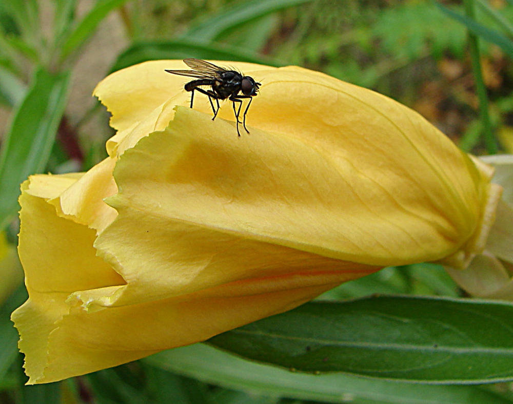 20090628 4230DSCw [D~LIP] Missouri-Nachtkerze (Oenothera missouriensis), Kleine Kohlfliege (Delia radicum), Bad Salzuflen