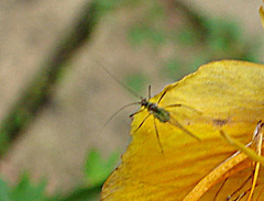 20090628 4242DSCw [D~LIP] Trollblume (Trollius), Insekt, Bad Salzuflen