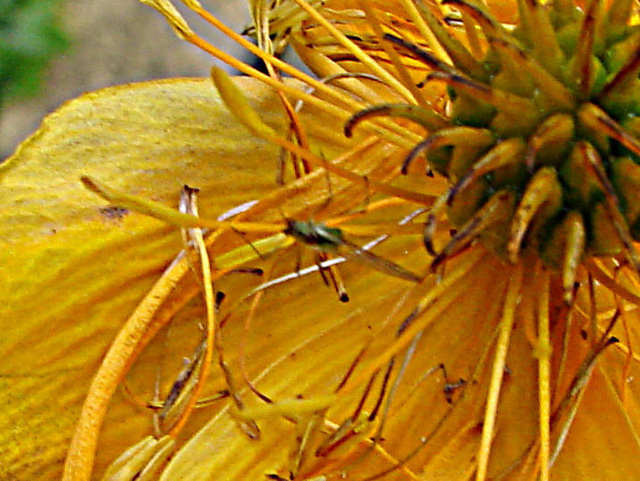 20090628 4237DSCw [D~LIP] Trollblume (Trollius), Insekt, Bad Salzuflen