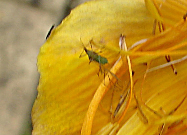 20090628 4238DSCw [D~LIP] Trollblume (Trollius), Insekt, Bad Salzuflen