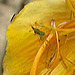 20090628 4238DSCw [D~LIP] Trollblume (Trollius), Insekt, Bad Salzuflen