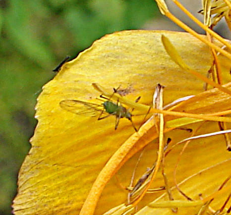 20090628 4239DSCw [D~LIP] Trollblume (Trollius), Insekt, Bad Salzuflen