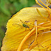 20090628 4239DSCw [D~LIP] Trollblume (Trollius), Insekt, Bad Salzuflen