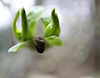 20100326 1799-1802ASt4Rw [D~LIP] Pfaffenhütchen (Euonymus 'Red Cascade'), Knospe, Bad Salzuflen