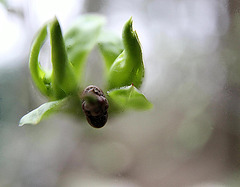 20100326 1799-1802ASt4Rw [D~LIP] Pfaffenhütchen (Euonymus 'Red Cascade'), Knospe, Bad Salzuflen