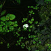 Miller Spring (5194)