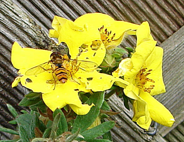 20090628 04251DSCw [D~LIP] Hain-Schwebfliege (Episyrphus balteatus), Fingerstrauch, Bad Salzuflen