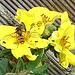 20090628 04251DSCw [D~LIP] Hain-Schwebfliege (Episyrphus balteatus), Fingerstrauch, Bad Salzuflen