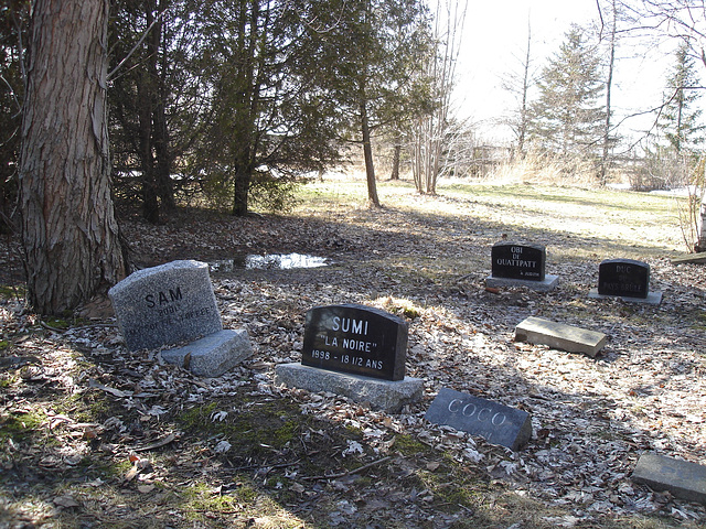 Cimetière pour animaux  /  Pet cemetery  - Mon Repos /   Dans ma région - in my area.  Québec, Canada /    16 mars 2010 - Photo originale / Original picture