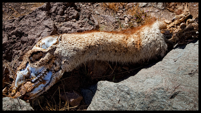 also guanacos die......