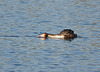 Great Crested Grebe