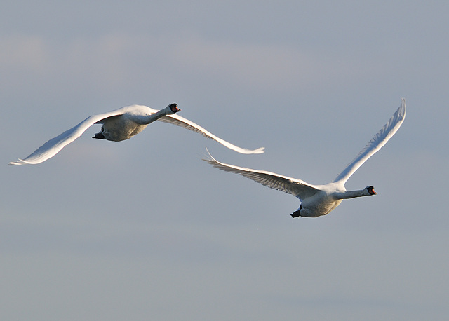 Flying Swans