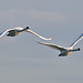 Flying Swans