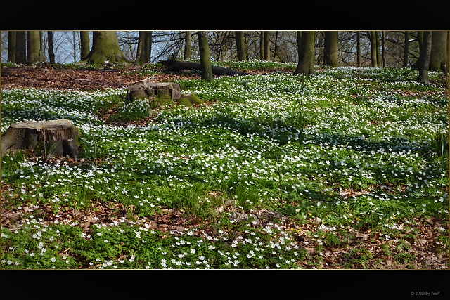 Blütenteppich