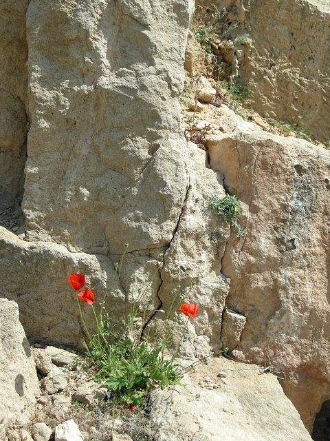 Mauerblümchen