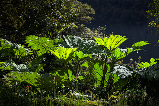 Gunnera manicata