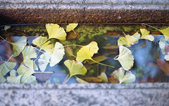 Ginkgo leaves