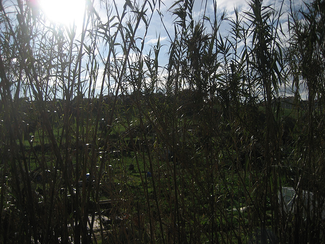 Benfica, a farm in the middle of the city (8)