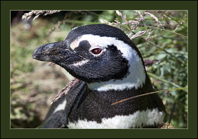 the eye of the penguin