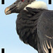 Condor femelle