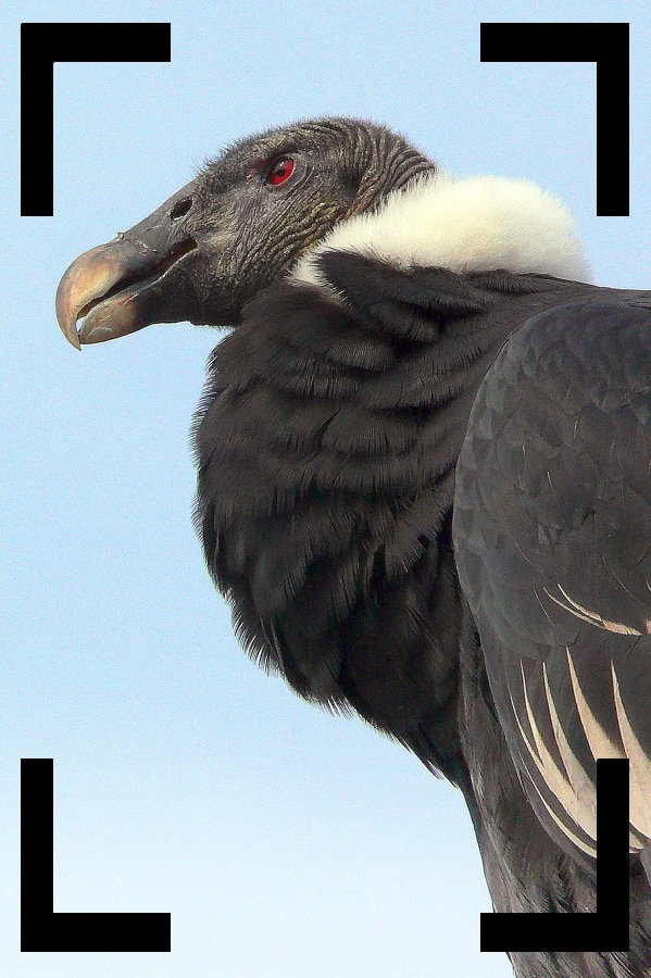 Condor femelle