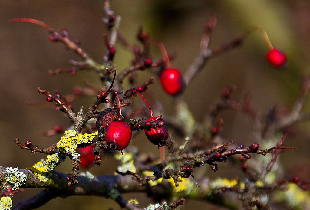 20140107 3169RAw [D~LIP] Flechte, Beeren, Bad Salzuflen