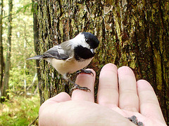 MÉSANGE SUR MON DOIGT