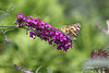 20090811 0004Aw [D~LIP] Distelfalter, Schmetterlingsstrauch (Buddleja davidii 'Royal Red'), Bad Salzuflen