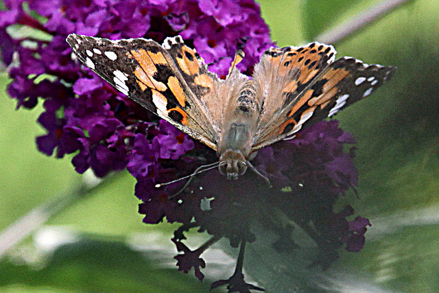 20090811 0005Aw [D~LIP] Distelfalter, Schmetterlingsstrauch (Buddleja davidii 'Royal Red'), Bad Salzuflen