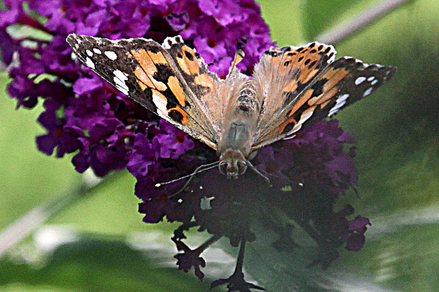 20090811 0005Aw [D~LIP] Distelfalter (Cynthia cardui), Schmetterlingsstrauch (Buddleja davidii 'Royal Red'), Bad Salzuflen