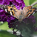 20090811 0005Aw [D~LIP] Distelfalter, Schmetterlingsstrauch (Buddleja davidii 'Royal Red'), Bad Salzuflen