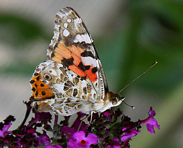 20090811 0006Aw [D~LIP] Distelfalter, Schmetterlingsstrauch (Buddleja davidii 'Royal Red'), Bad Salzuflen