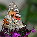 20090811 0006Aw [D~LIP] Distelfalter, Schmetterlingsstrauch (Buddleja davidii 'Royal Red'), Bad Salzuflen