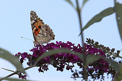 20090811 0007Aw [D~LIP] Distelfalter, Schmetterlingsstrauch (Buddleja davidii 'Royal Red'), Bad Salzuflen