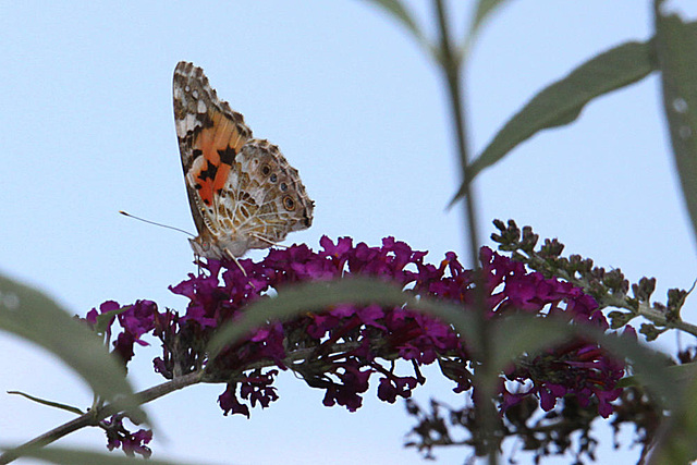 20090811 0007Aw [D~LIP] Distelfalter (Cynthia cardui), Schmetterlingsstrauch (Buddleja davidii 'Royal Red'), Bad Salzuflen