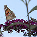 20090811 0007Aw [D~LIP] Distelfalter, Schmetterlingsstrauch (Buddleja davidii 'Royal Red'), Bad Salzuflen