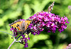 20090811 0008Aw [D~LIP] Kleiner Fuchs, Distelfalter, Schmetterlingsstrauch (Buddleja davidii 'Royal Red'), Bad Salzuflen