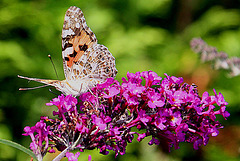 20090811 0009Aw [D~LIP] Distelfalter, Schmetterlingsstrauch (Buddleja davidii 'Royal Red'), Bad Salzuflen