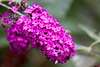 20090811 0010Aw [D~LIP] Schmetterlingsstrauch (Buddleja davidii 'Royal Red'), Bad Salzuflen