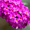 20090811 0011Aw [D~LIP] Schmetterlingsstrauch (Buddleja davidii 'Royal Red'), Bad Salzuflen