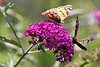 20090811 0013Aw [D~LIP] Distelfalter, Pfauenauge, Schmetterlingsstrauch (Buddleja davidii 'Royal Red'), Bad Salzuflen