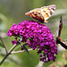 20090811 0013Aw [D~LIP] Distelfalter, Pfauenauge, Schmetterlingsstrauch (Buddleja davidii 'Royal Red'), Bad Salzuflen