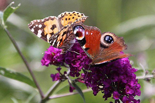 20090811 0014Aw [D~LIP] Distelfalter, TAgpfauenauge, Schmetterlingsstrauch (Buddleja davidii 'Royal Red'), Bad Salzuflen