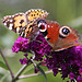 20090811 0014Aw [D~LIP] Distelfalter, TAgpfauenauge, Schmetterlingsstrauch (Buddleja davidii 'Royal Red'), Bad Salzuflen